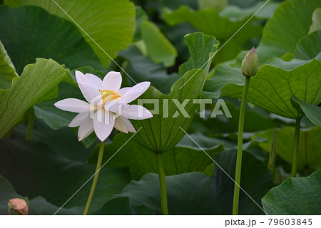 霞ヶ浦レンコン畑の白い花の写真素材