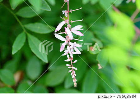 ニワフジの花 79603884