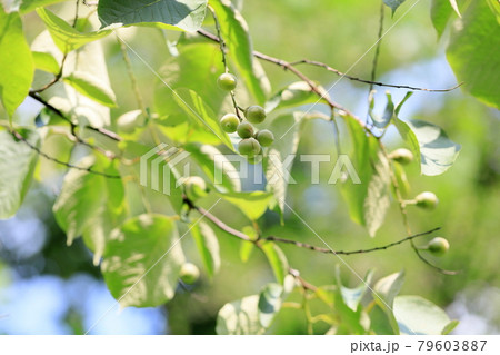 ハクウンボクの実 79603887