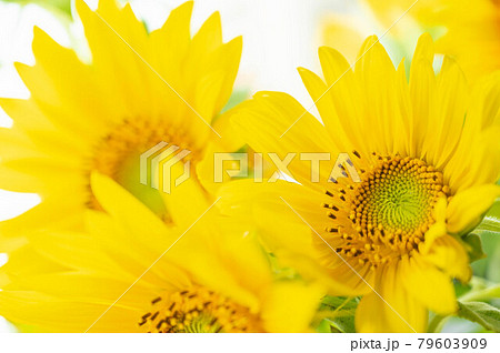 ひまわりの切り花 ひまわりの切り花 79603909