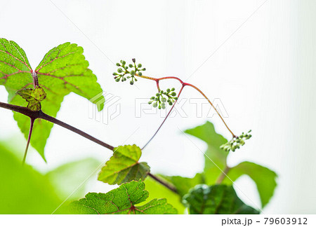 ノブドウの花 ノブドウの花 79603912