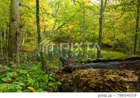八甲田6沼の鏡沼の紅葉 八甲田6沼の鏡沼の紅葉 79604059