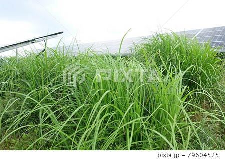 雑草が生い茂った太陽光発電所 79604525