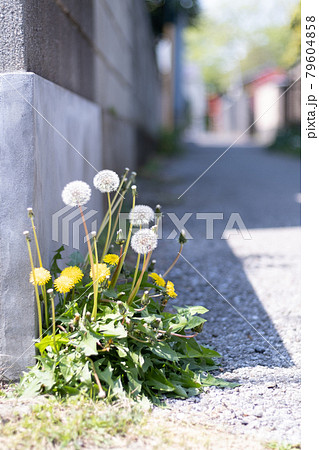 道端にあるたんぽぽと綿毛 道端にあるたんぽぽと綿毛 79604858