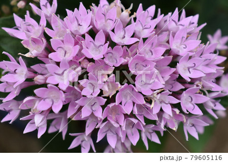 ペンタスの花 79605116