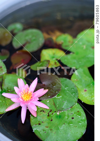 ピンク色のヒメスイレンの花 ピンク色のヒメスイレンの花 79605863