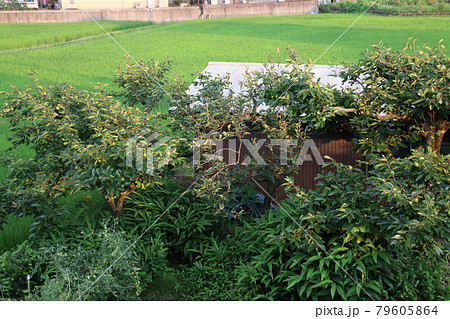 害虫に食い荒らされた柿の葉 79605864