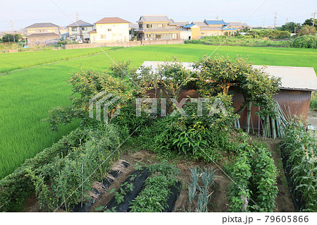 害虫に食い荒らされた柿の葉 79605866