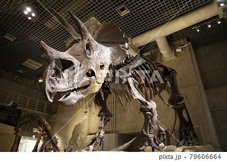 子供も大好きな博物館にある恐竜の化石トリケラトプス 子供も大好きな博物館にある恐竜の化石トリケラトプス 79606664