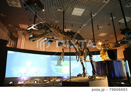 子供も大好きな博物館にある恐竜の化石ティラノサウルス 79606665