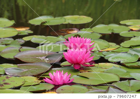 仙台北山の名刹輪王寺の庭園 79607247