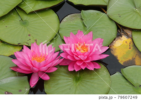 仙台北山の名刹輪王寺の庭園 79607249