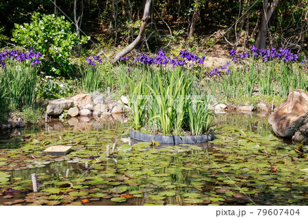 アヤメと水連の葉の池 79607404