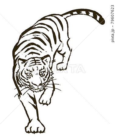 Illustration Of A Ferocious White Tiger Stock Illustration