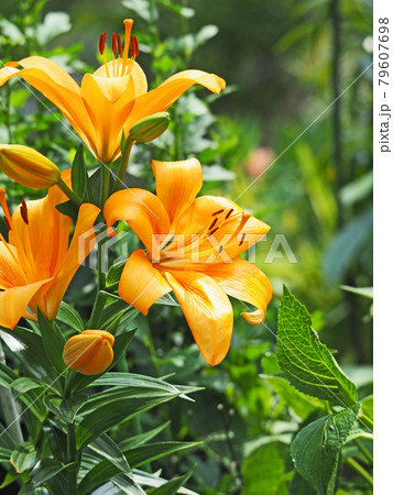 夏に咲く華やかな大輪のオレンジ色の百合の花 79607698