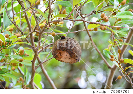 不揃いな形の虫こぶがと実がついたマンサク科のイスノキ 不揃いな形の虫こぶがと実がついたマンサク科のイスノキ 79607705