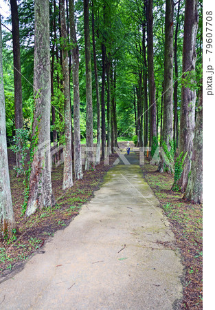 落葉針葉樹メタセコイアの並木と歩く人 79607708