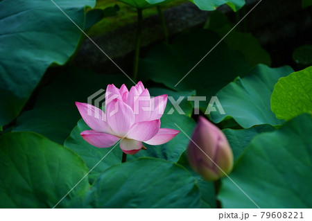 満開のピンクの蓮の花とつぼみの写真素材