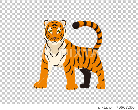 孟加拉虎虎動物全身插畫素材 孟加拉虎虎動物全身插畫素材 79608296