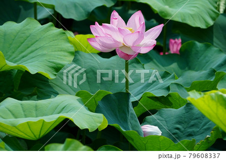満開のピンクの蓮の花とつぼみ 79608337