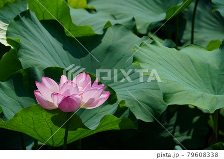 満開のピンクの蓮の花とつぼみ 79608338