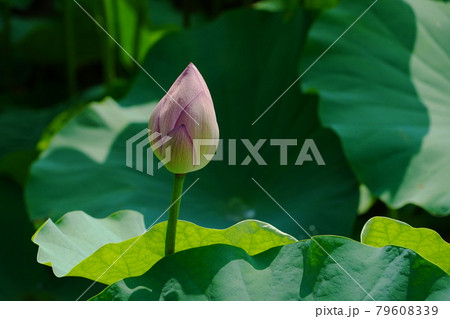 満開のピンクの蓮の花とつぼみ 79608339