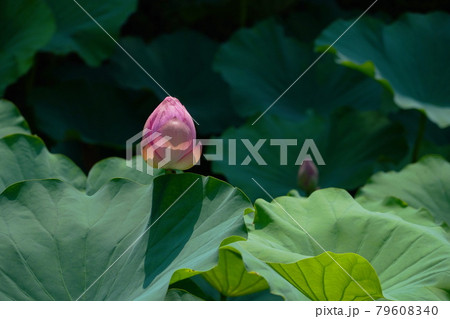 満開のピンクの蓮の花とつぼみ 79608340