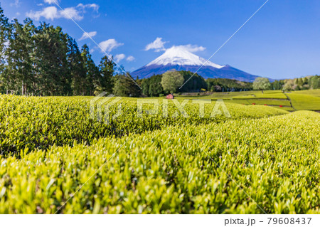 (静岡県)大淵笹場 茶畑越しに富士山 (静岡県)大淵笹場 茶畑越しに富士山 79608437