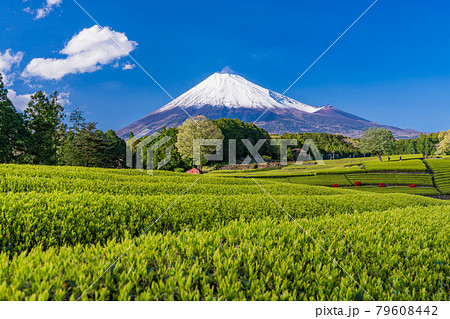 （静岡県）大淵笹場　茶畑越しに富士山 79608442