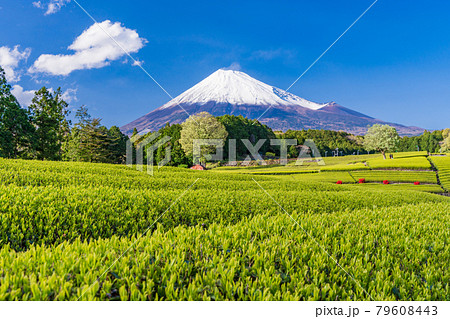 （静岡県）大淵笹場　茶畑越しに富士山 79608443