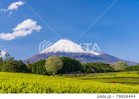 （静岡県）大淵笹場　茶畑越しに富士山 79608444