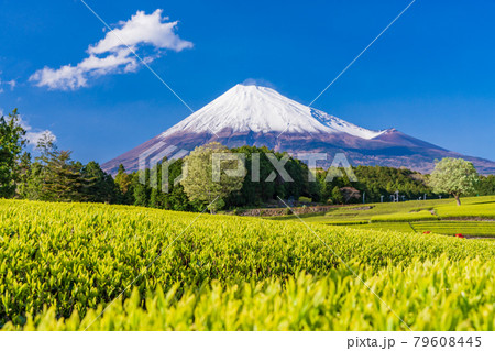 （静岡県）大淵笹場　茶畑越しに富士山 79608445