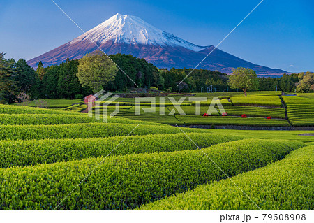 (静岡県)大淵笹場 茶畑越しに富士山 夕刻 (静岡県)大淵笹場 茶畑越しに富士山 夕刻 79608908