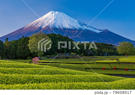 （静岡県）大淵笹場　茶畑越しに富士山　夕刻 79608917