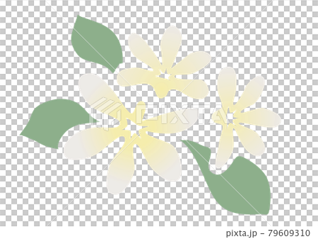 夏の花　シンプル　プルメリアのデザイン素材 79609310