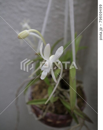 ふうらん ふうらん 79609499