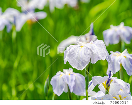 美しく咲いた満開の花菖蒲 美しく咲いた満開の花菖蒲 79609514