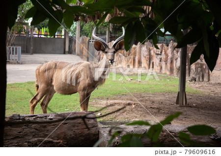 gazelle in the zoo looking straight to camera	 79609616