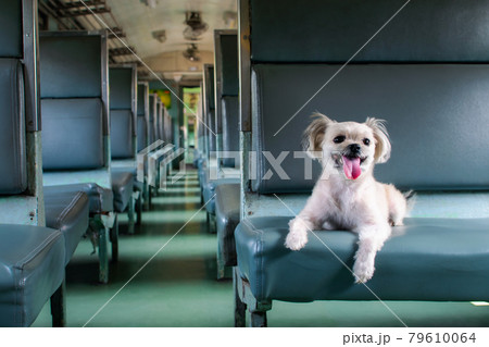 Dog so cute inside a railway train wait for travel 79610064