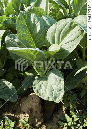 Kale farm field at Kanchanaburi, Thailand 79610510