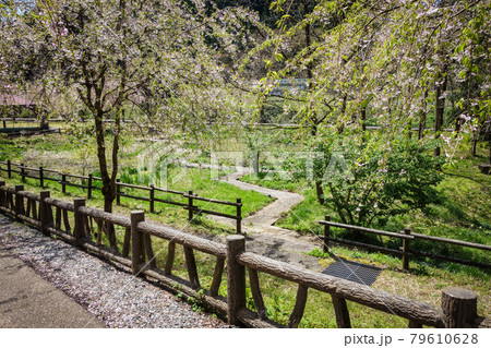 しだれ桜と木製の歩道【福井県たけくらべ広場】 79610628