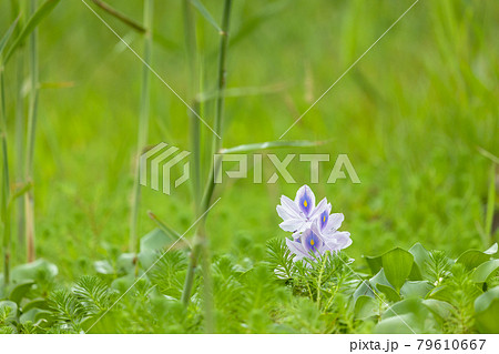 群生しているホテイアオイと花 水草の写真素材