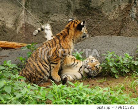 じゃれるアムールトラの兄弟 79611535