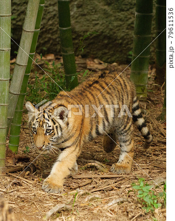 「竹林豹虎図」仔トラ 79611536