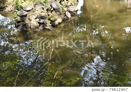 池のへび、横浜市港北区 79612907