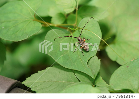 ナガゴマフカミキリ 79613147