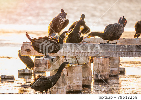 A flock of cormorants sits on a old sea pier in orange sunset light 79613258