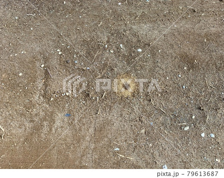 地面にあるアリの巣穴/The nest of ant is on the ground 79613687
