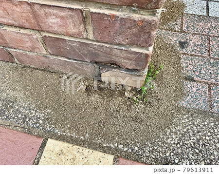 地面にあるアリの巣穴/The nest of ant is on the ground 79613911