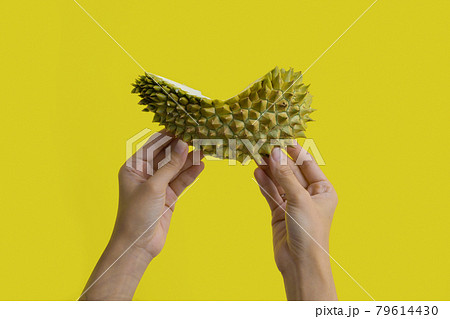 Hand holding durian peels. Fresh ripe durian meat with shell and thorn. King of Thai fruits. Tropical and seasonal famous fruits isolated on yellow background. People 79614430